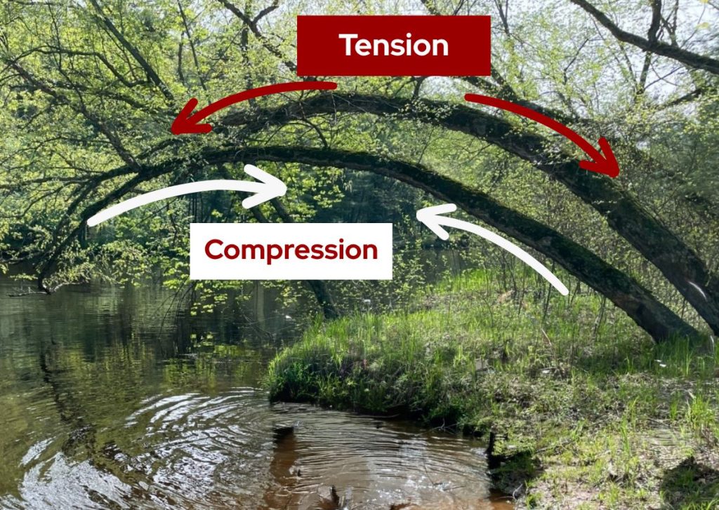 Two tree trunks bending over a river