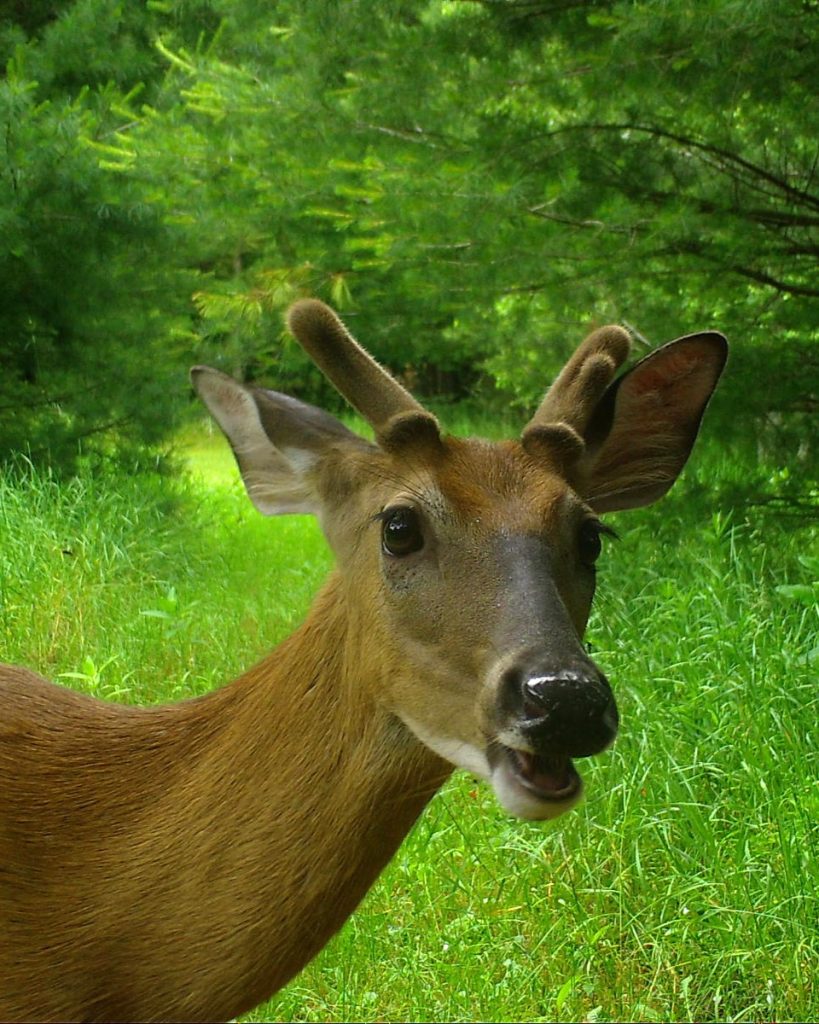 Deer