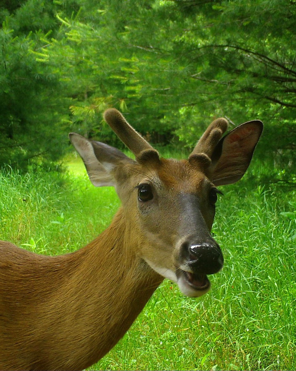 Deer