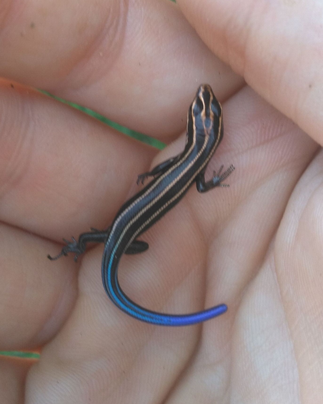five-lined skink