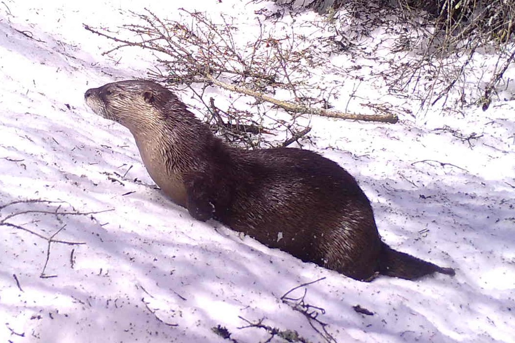 Otter
