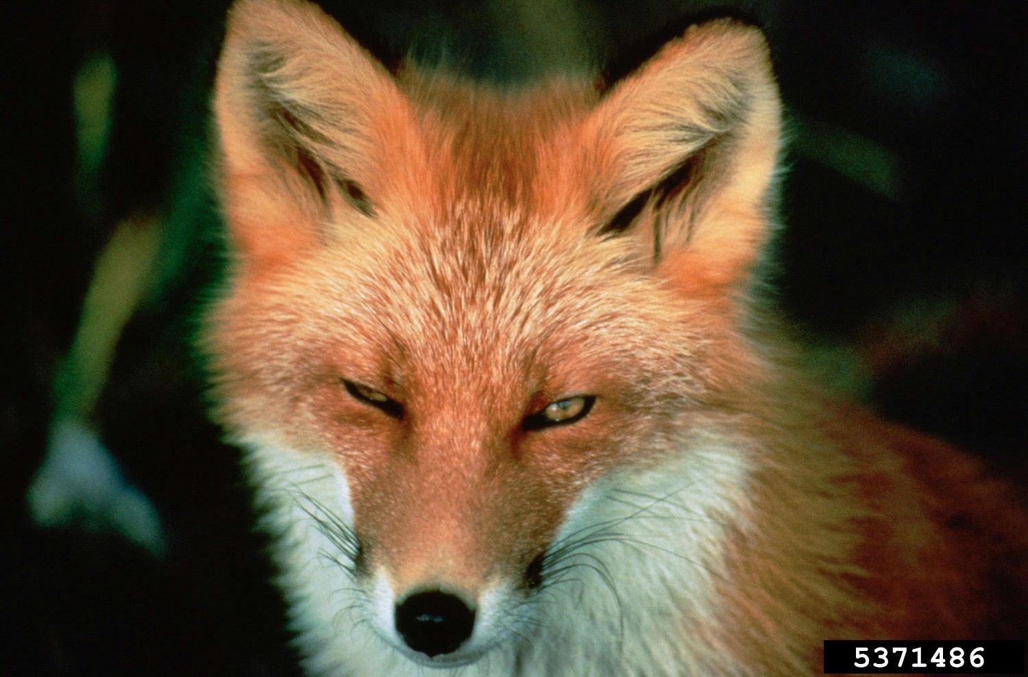 red fox