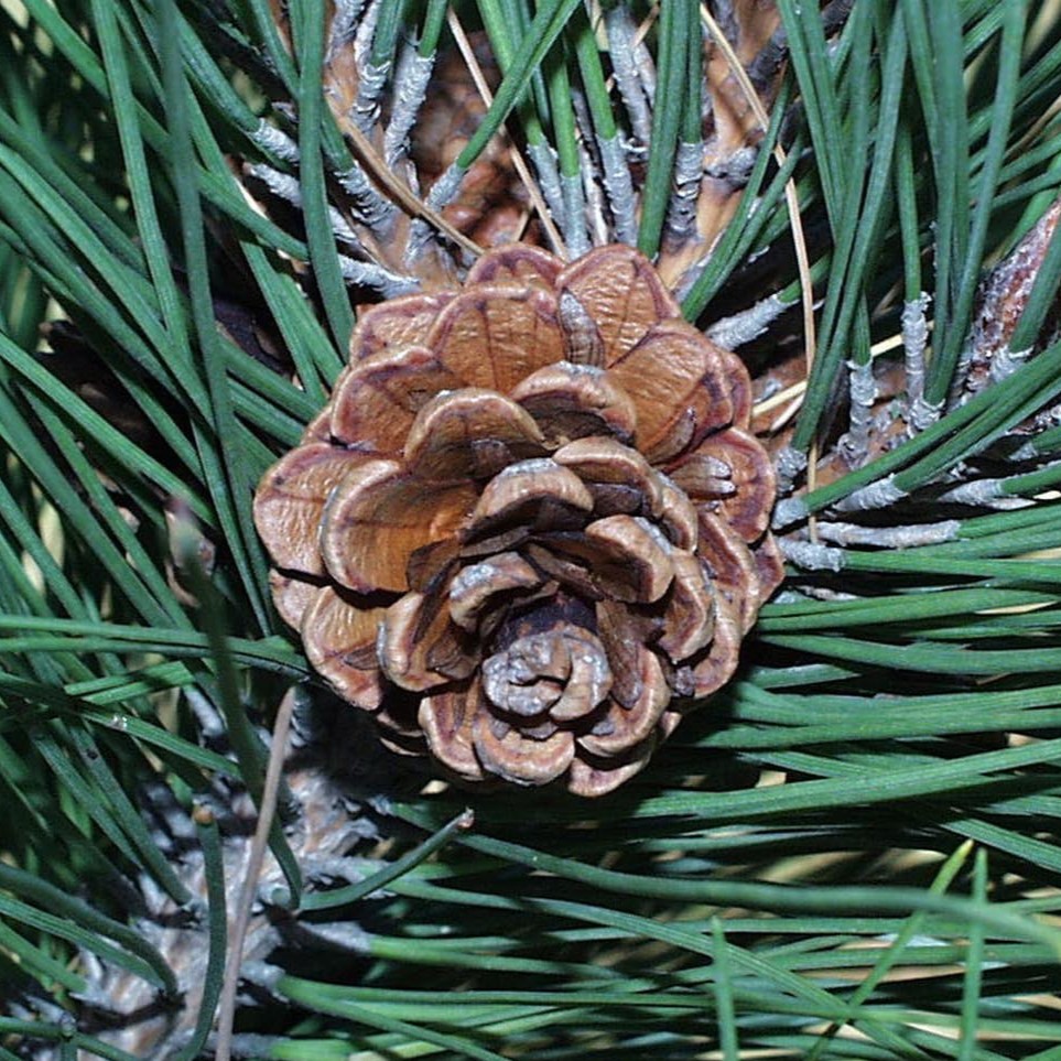 red pine needles and cone