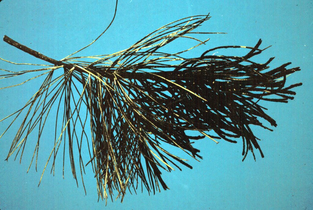 pine needles with sooty mold