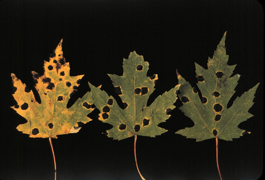 Maple leaves with dark circular spots on thenm