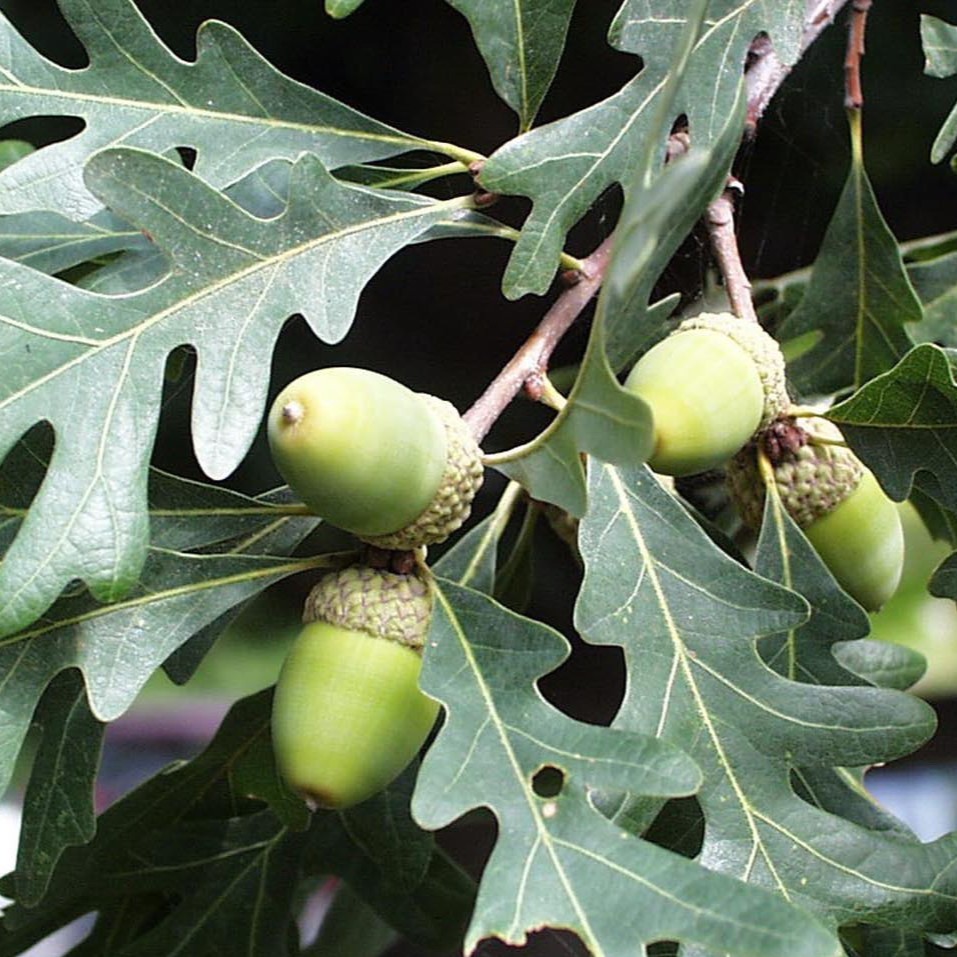 white oak leaves and immature acorns