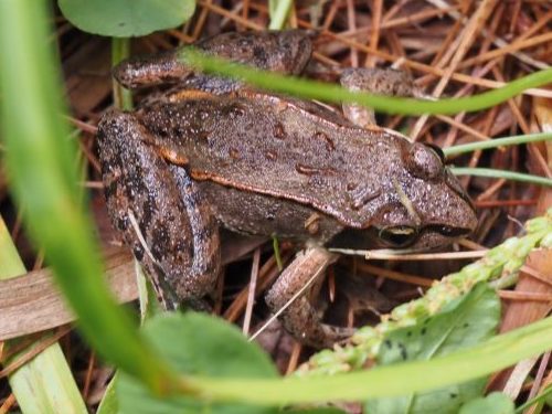 Wood frog in grass