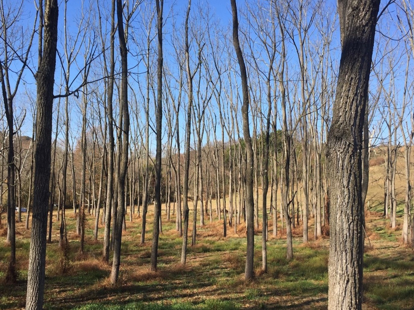 black walnut stand in winter