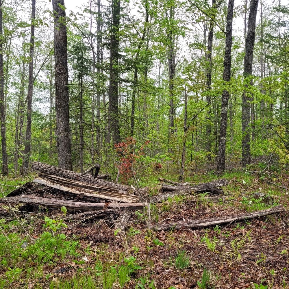 Brush pile in a northern hardwoods forest