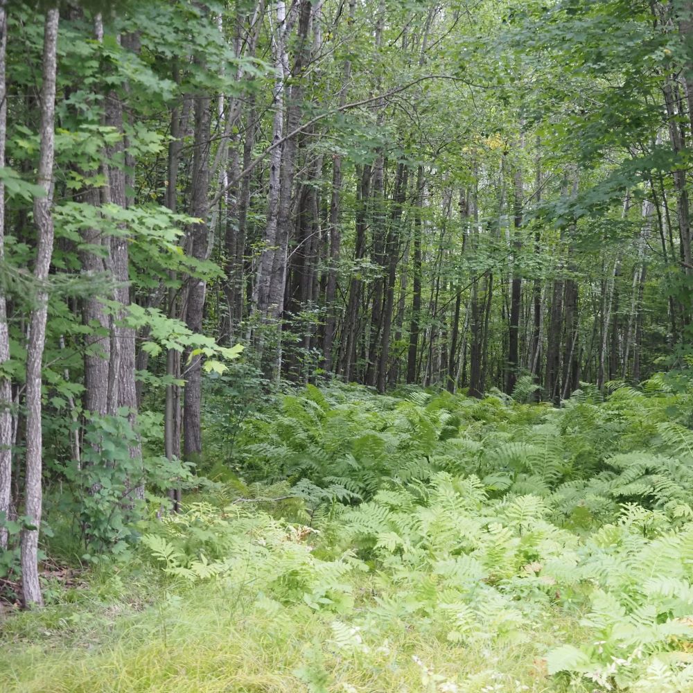 Edge of a forest with ferns