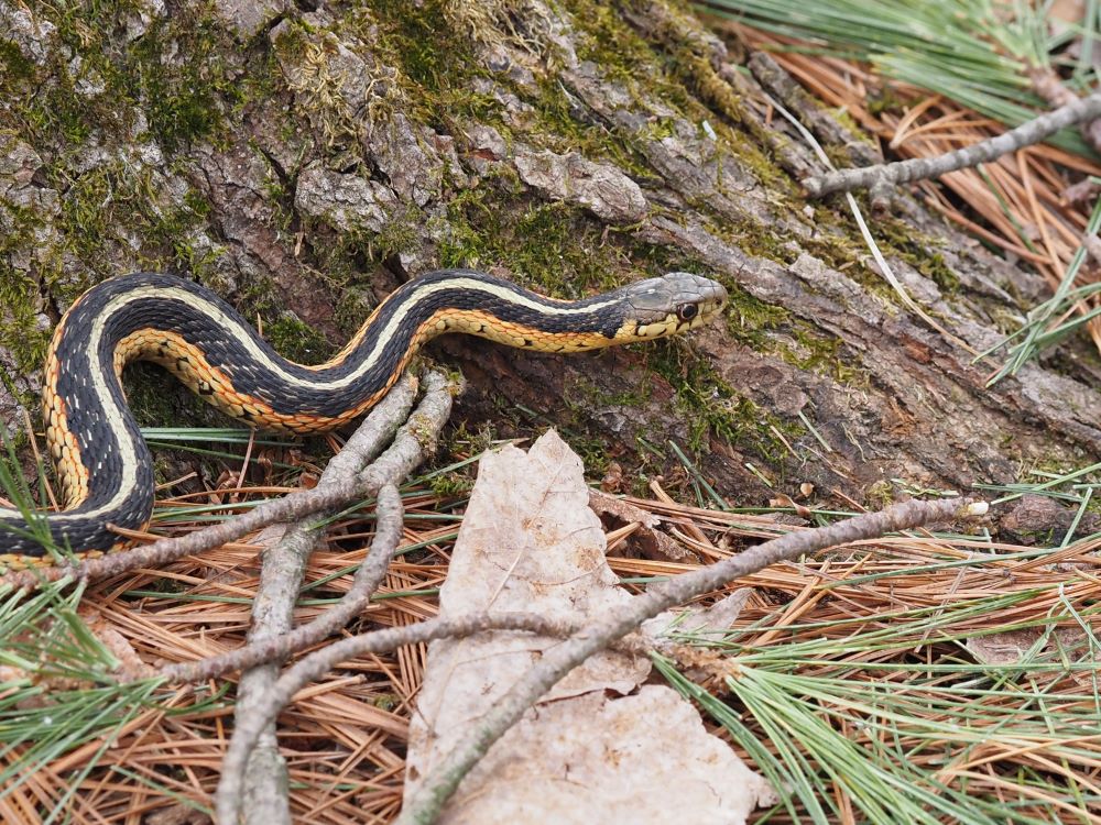common gartersnake on ground