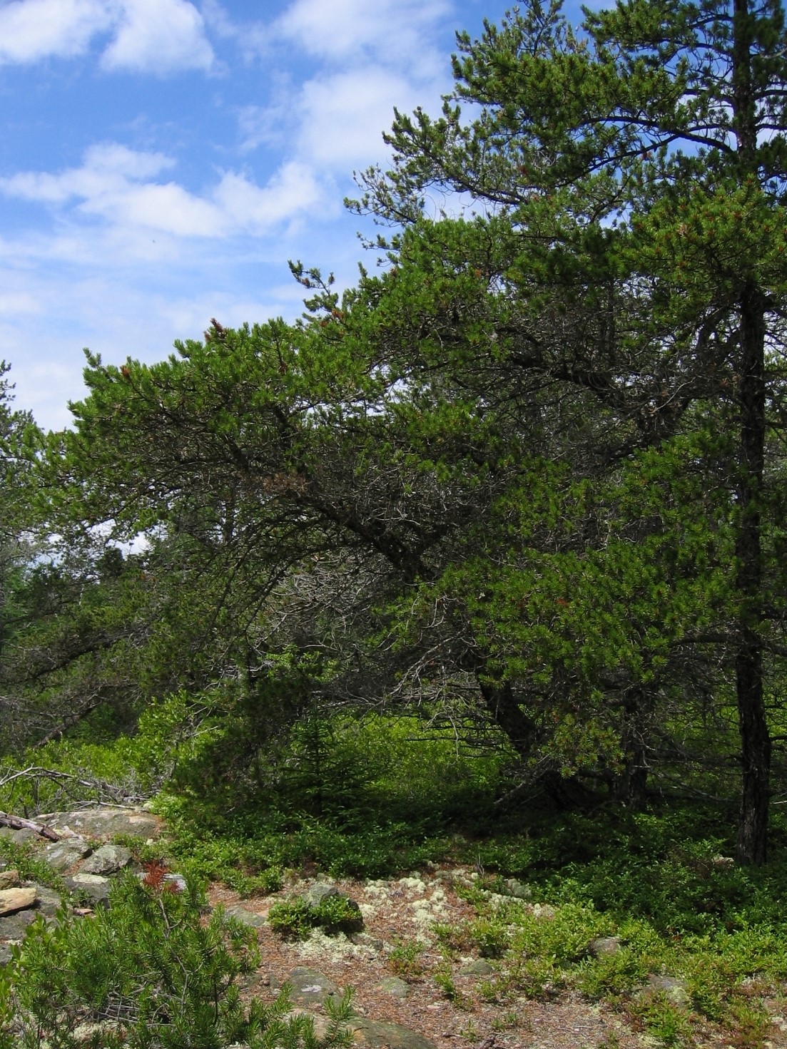 jack pine