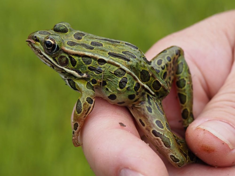 leopard frog