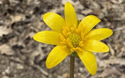 Be on the Lookout for Lesser Celandine