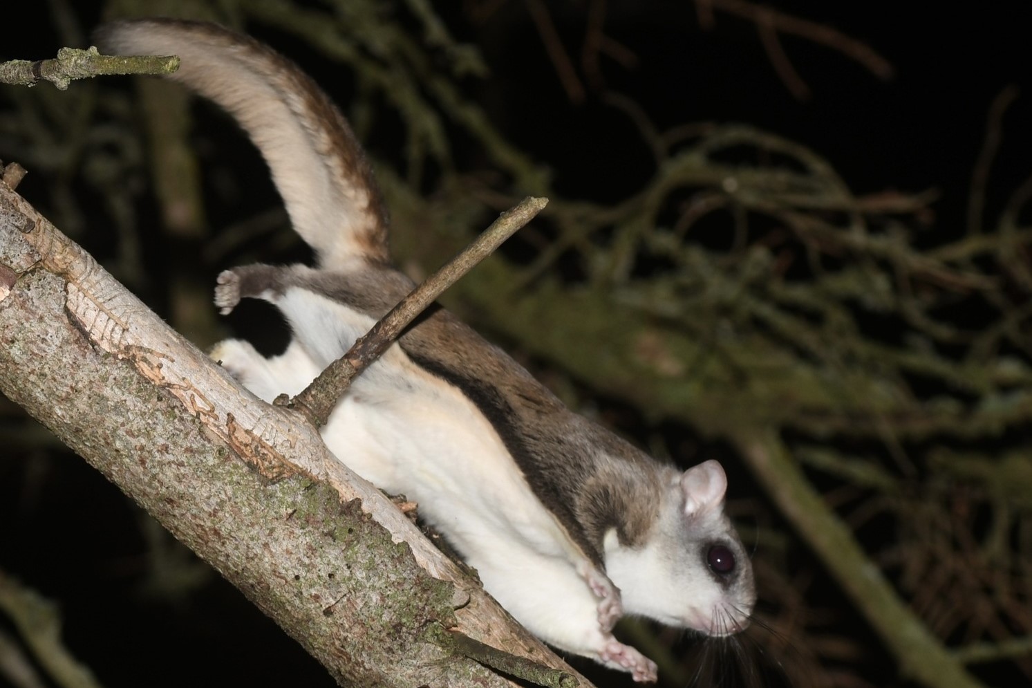 northern flying squirrel