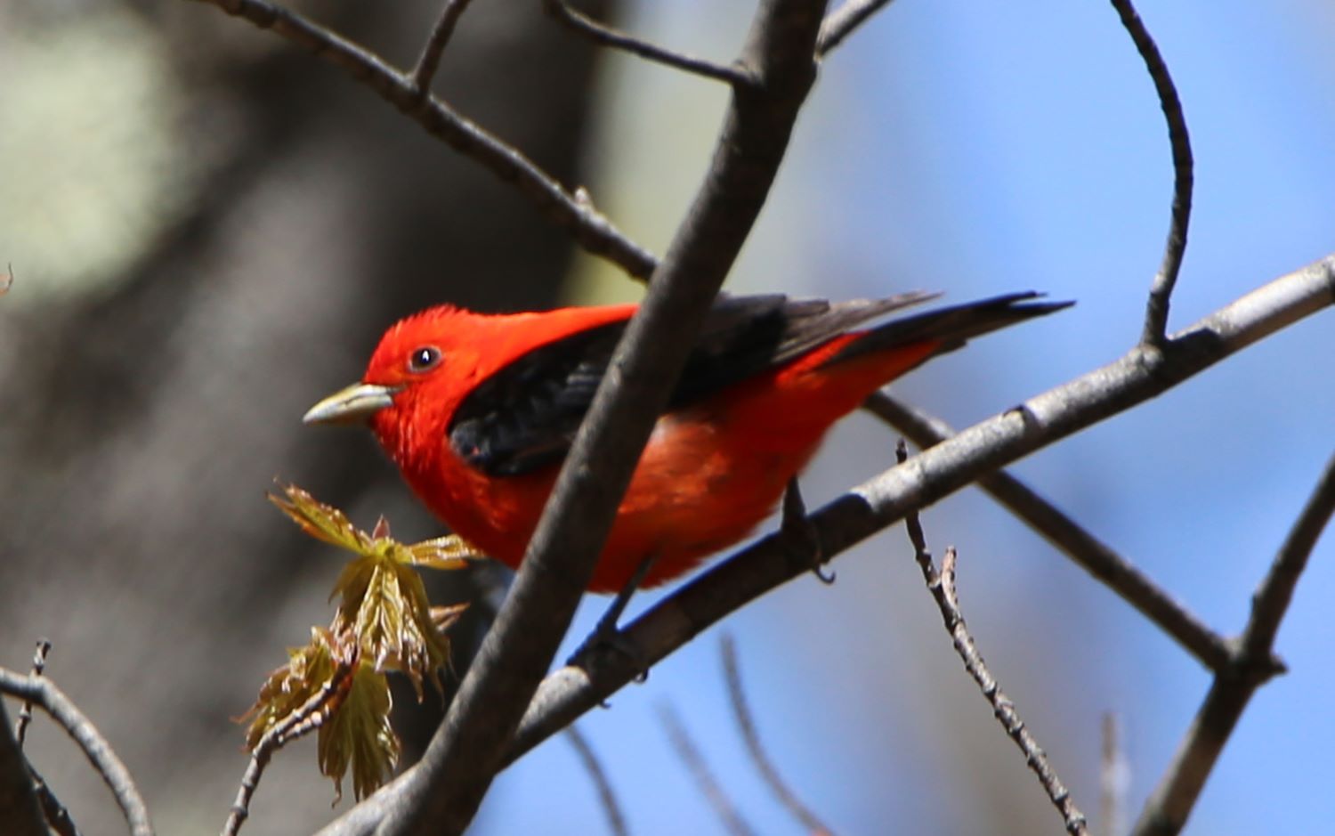 scarlet tanager