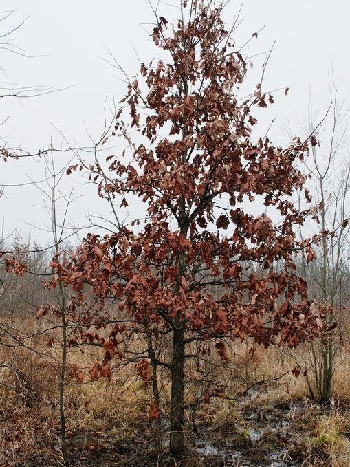 swamp white oak in winter