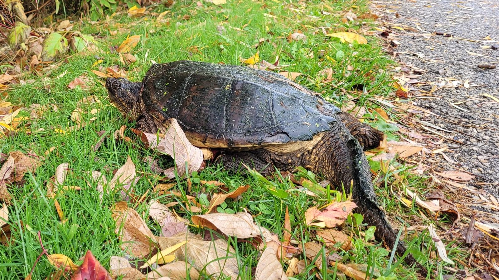 turtle on the ground next to a bike path