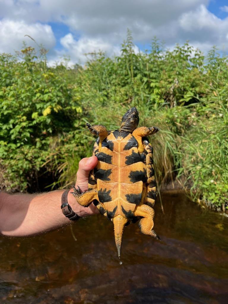 underside of turtle being held up by a person