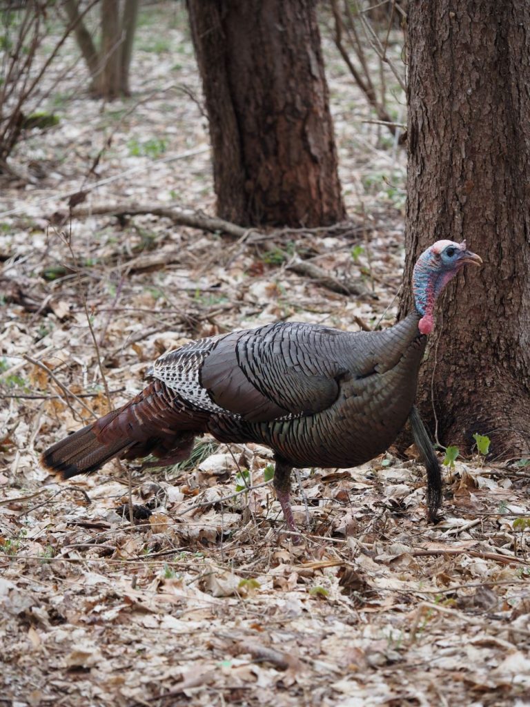 wild turkey in woods