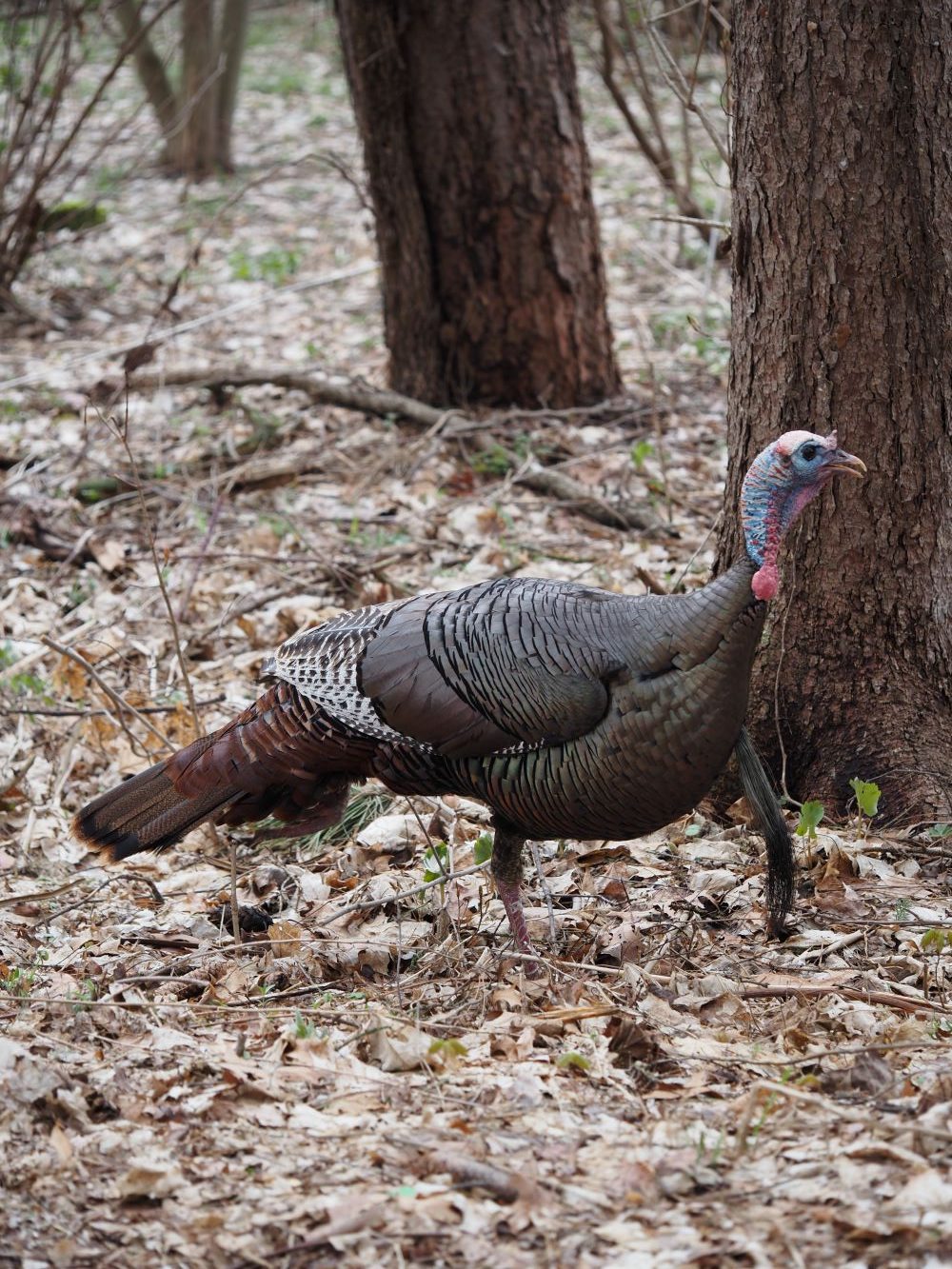 wild turkey in woods