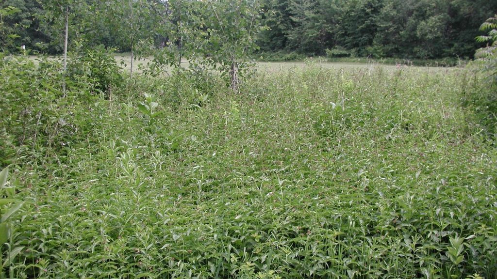 dense infestation of pale swallow-wort