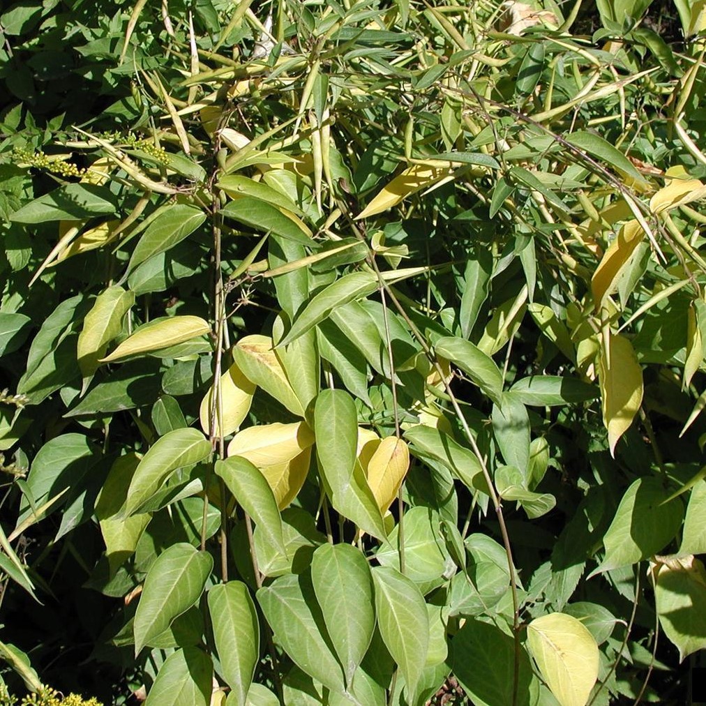 pale swallow-wort leaves