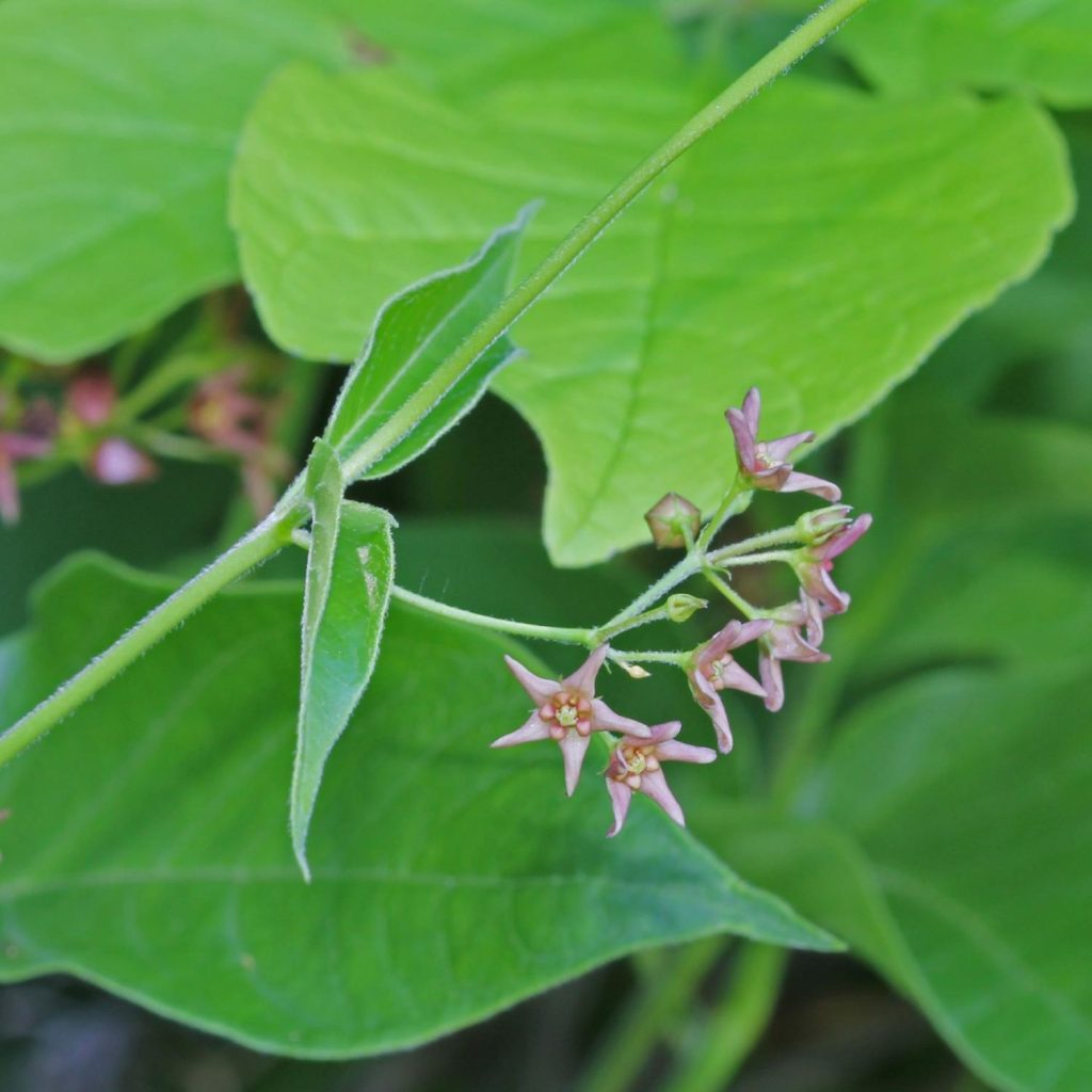 pale swallow-wort flowers