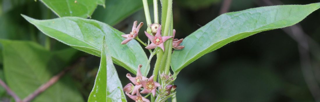 pale swallow-wort flowers