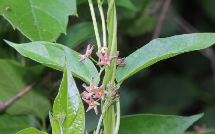 New Invasive Plant Alert: Pale Swallow-wort