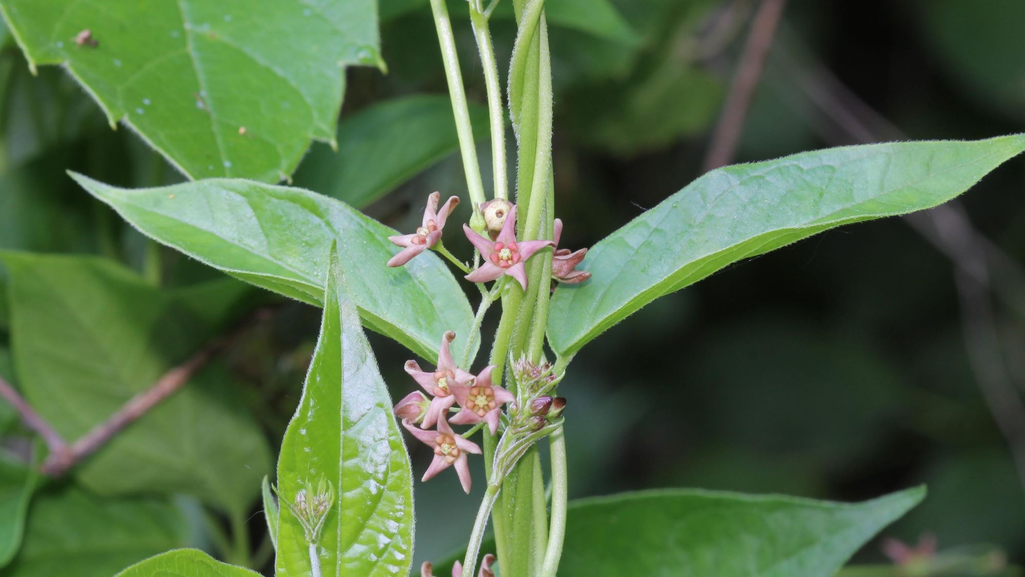 pale swallow-wort flowers
