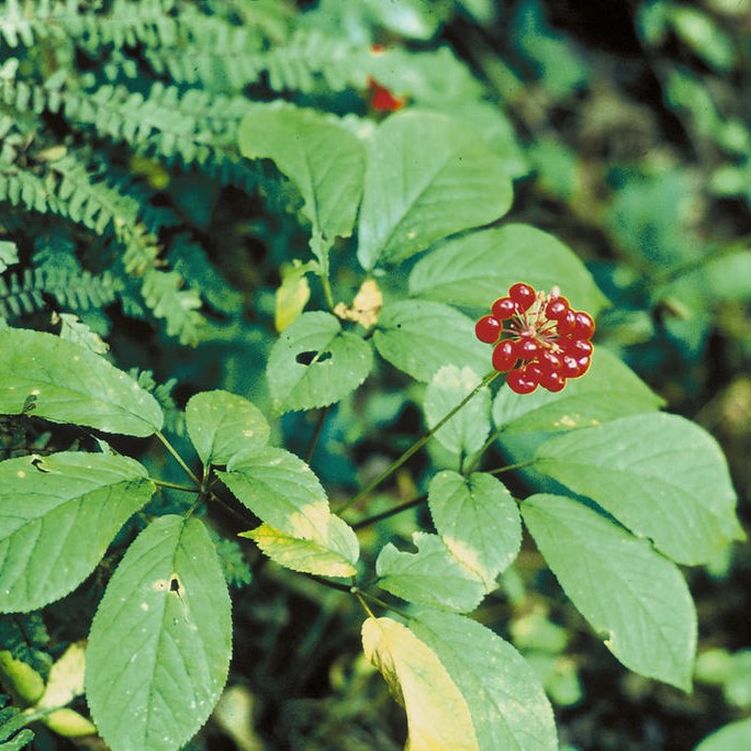American ginseng plant with ripe berries
