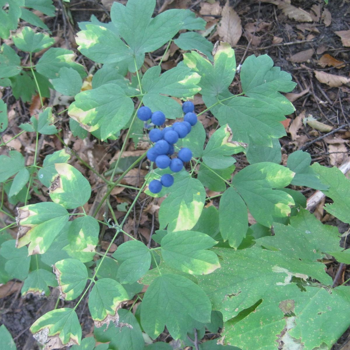 Blue cohosh leaves and fruit
