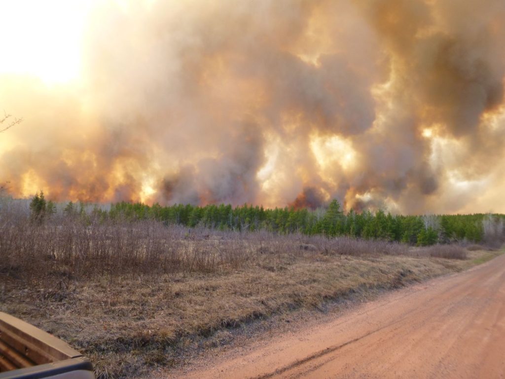 A sky full of wildfire smoke behind a row of conifer trees