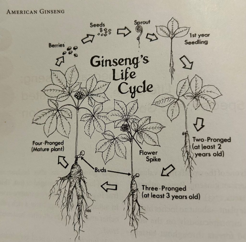 Diagram of the life cycle of American ginseng: seeds, sprout, 1st year seedling, two-pronged (at least 2 years old), three-pronged (at least 3 years old), four-pronged (mature plant), and berries.