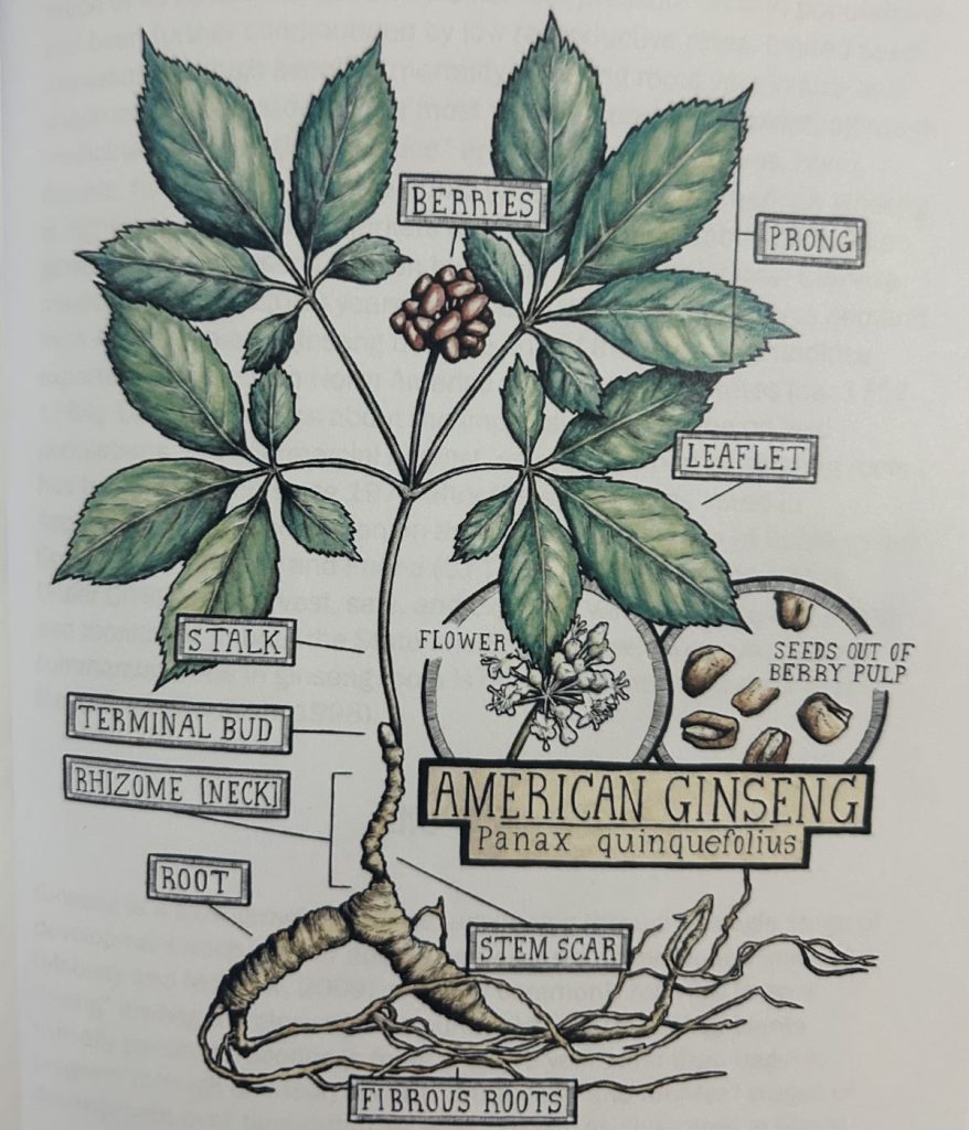 Diagram of American ginseng plant with labels for the berries, prong, leaflet, stalk, flower, terminal bud, rhizome, and root.