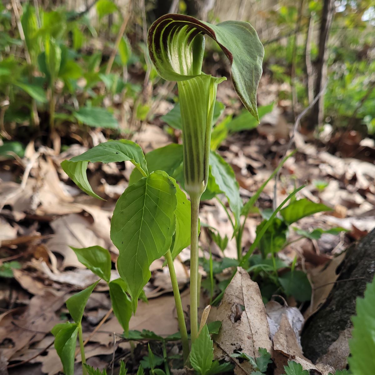 Jack-in-the-pulpit