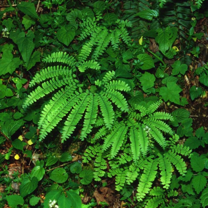 Maidenhair fern