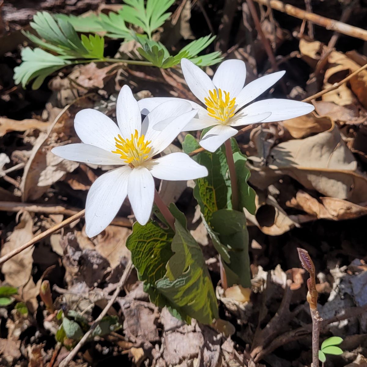 bloodroot flowers