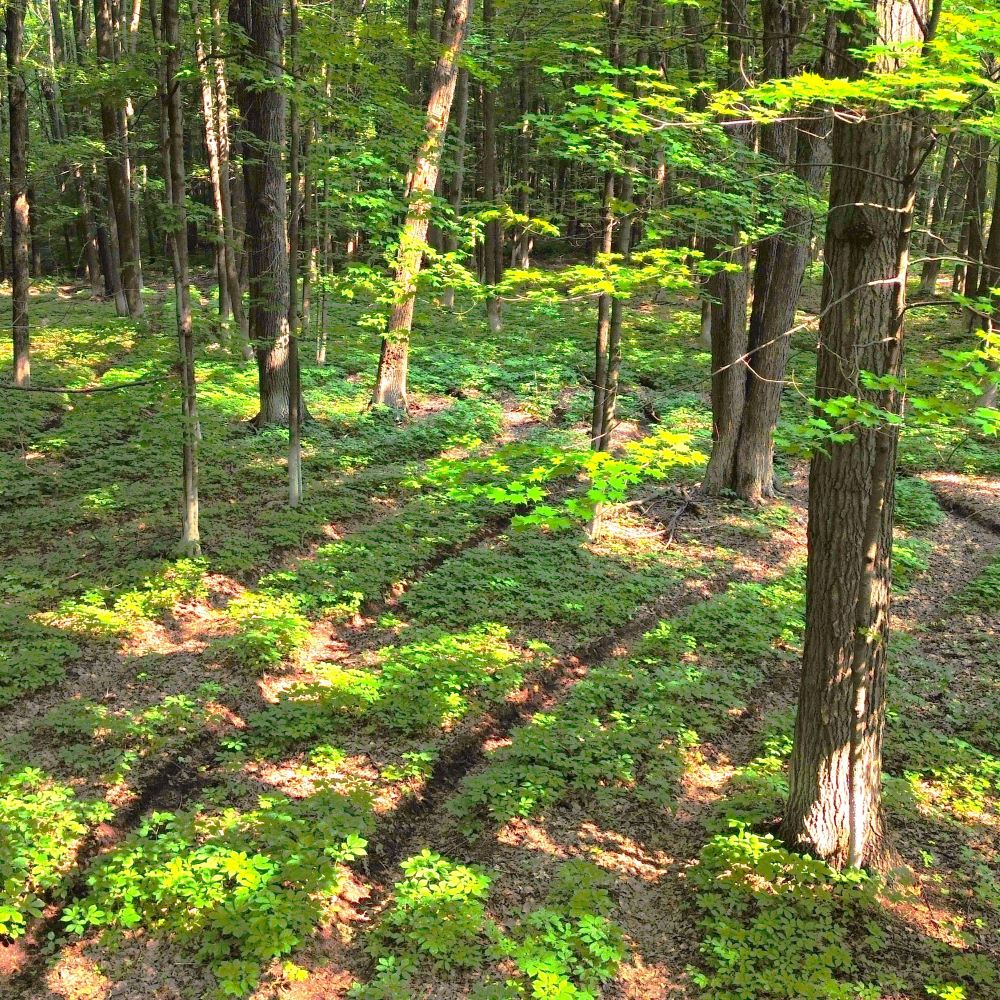Rows of wild-simulated American ginseng in a woodland