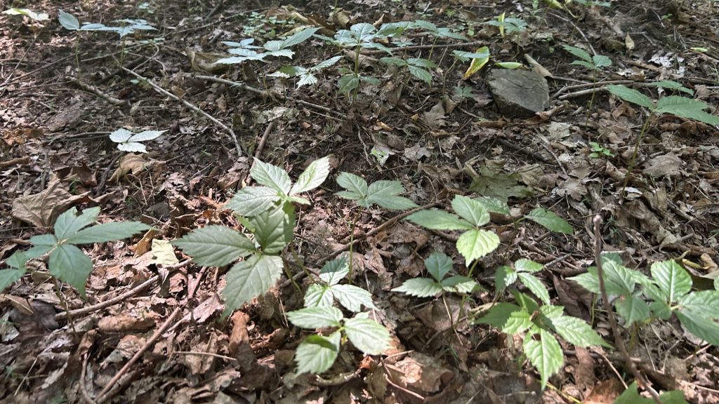 Ginseng seedlings on the forest floor