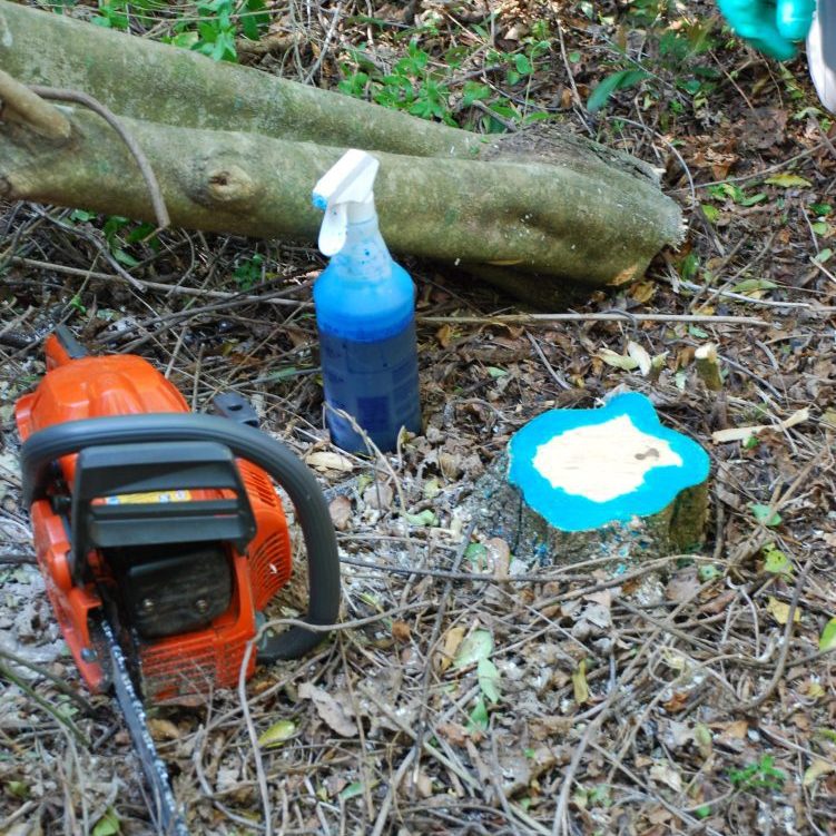 a chainsaw on the ground next to a spray bottle and a stump with herbicide on it.