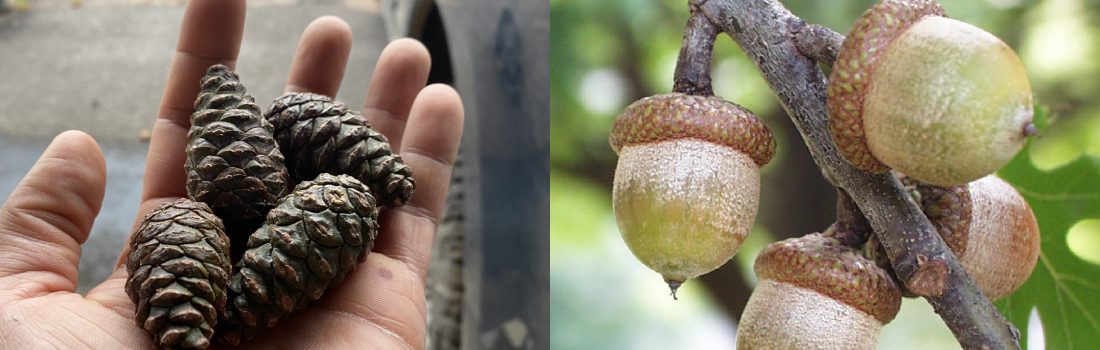 Collage of red pine cones and red oak acorns
