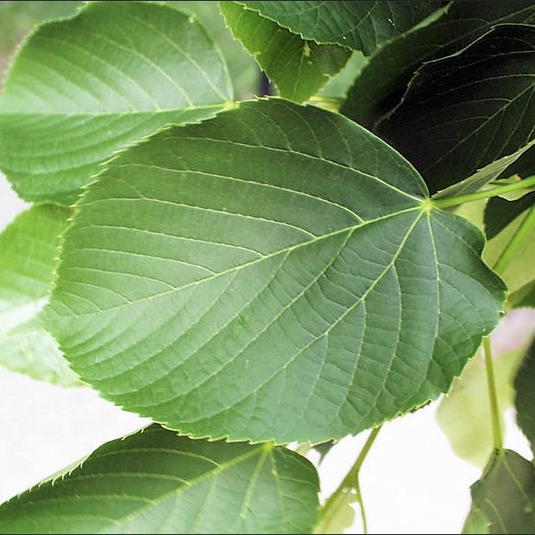 American basswood leaves