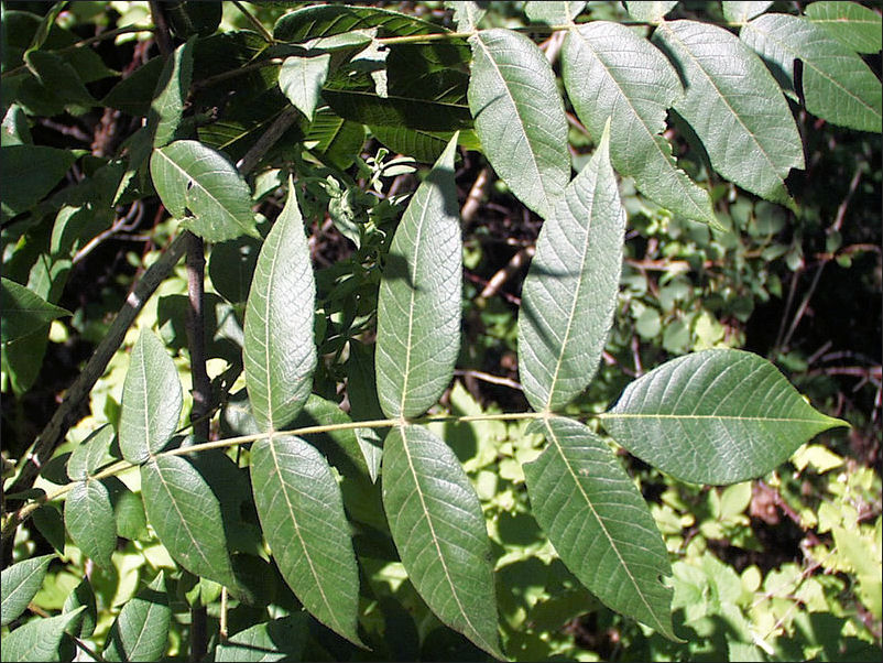 Butternut leaves