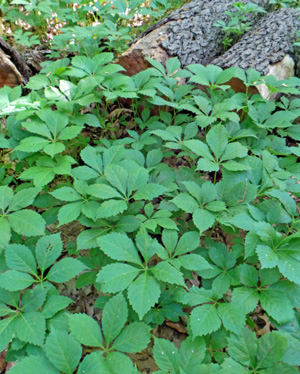 virginia creeper foliage