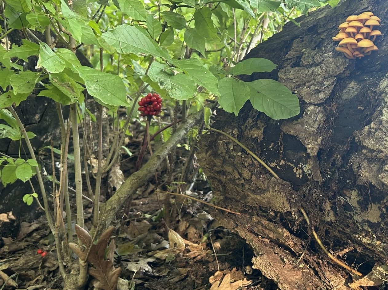 log with mushroom, red berry cluster and ash seedling